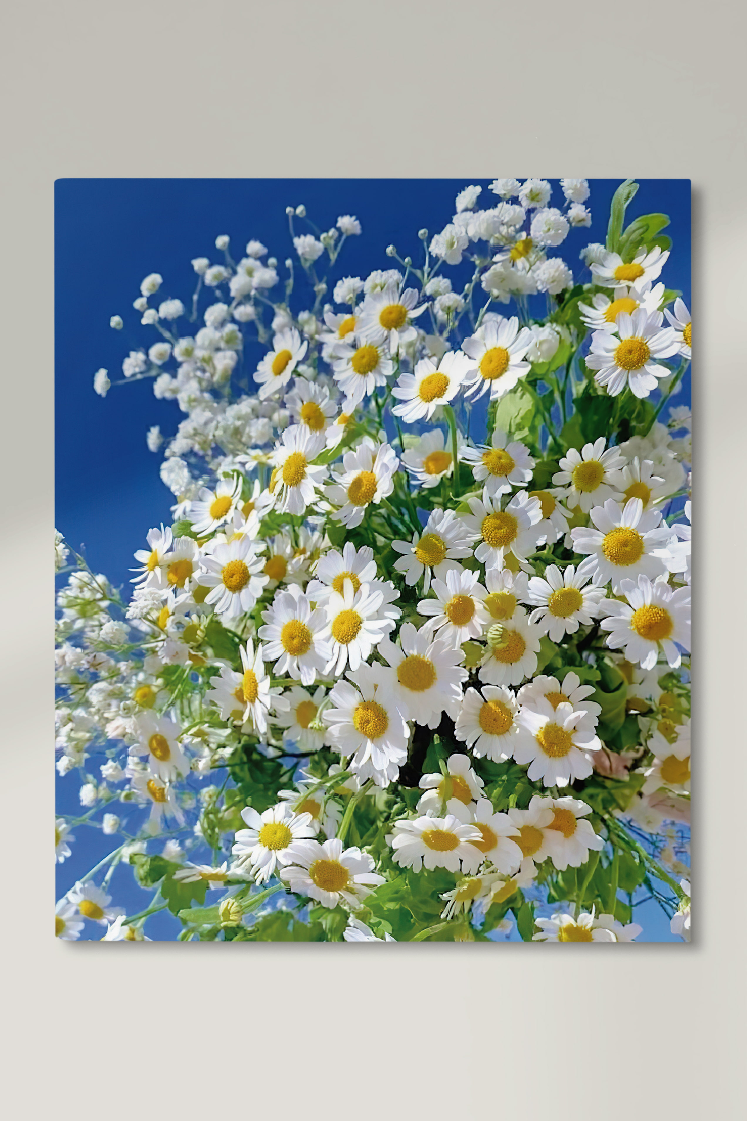 poster daisies 50х60